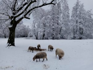 Schafe auf SChneewie3se