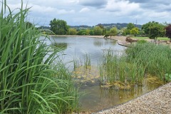 Teich