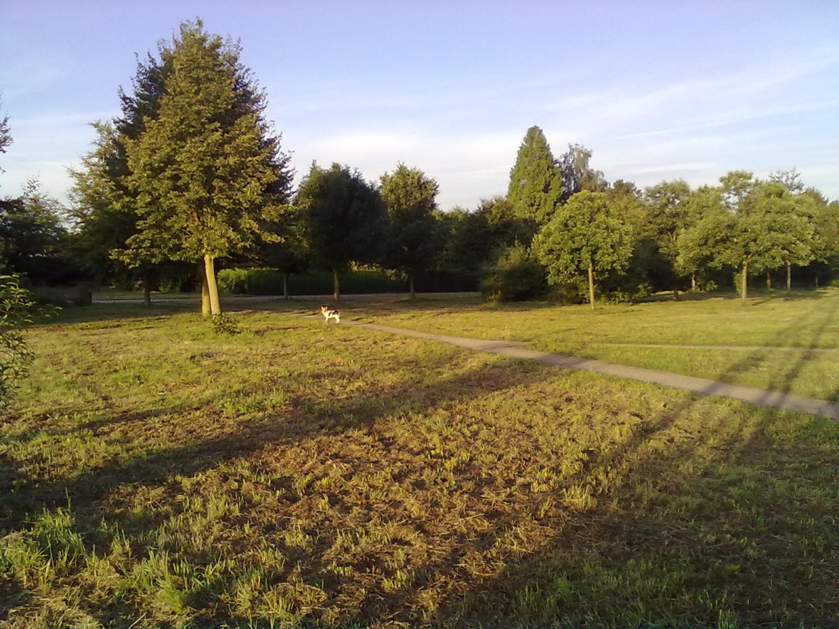 Foto vom Bürgerwald