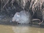 Foto ein Nutria am Rande der Niers