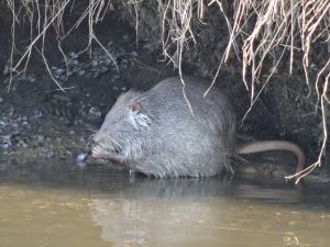 Foto ein Nutria am Rande der Niers