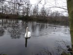 Foto Ein Schwan umringt von vielen Enten