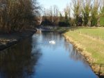 Foto Gänse in der Niers