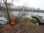 Foto sichtbare Bissspuren eines Bibers im gefällten Baum