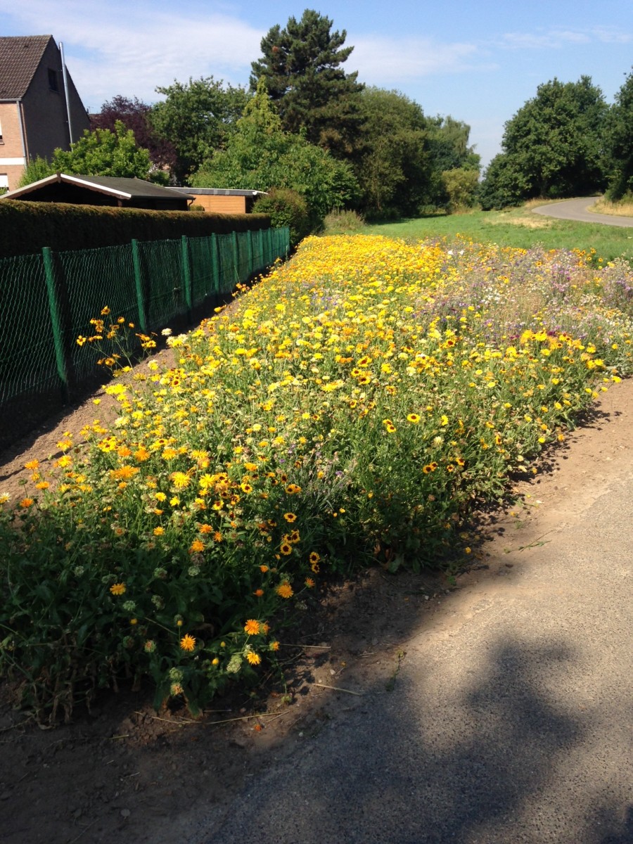 Foto Blumenwiese