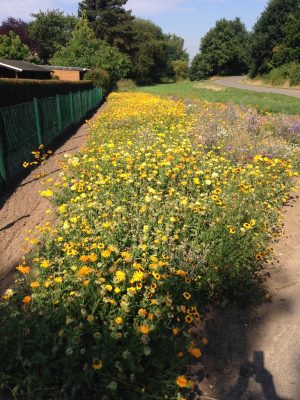 Foto Blumenwiese