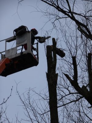 Foto Hubsteiger beim Bäume fällen