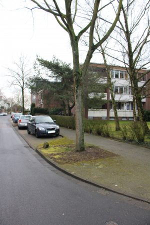 Foto Baum am Straßenrand