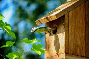 Foto Vogelhaus mit Vogel