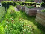Urban Gardening