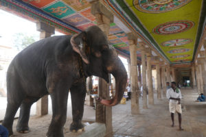 Foto Elefant in indischem Tempel