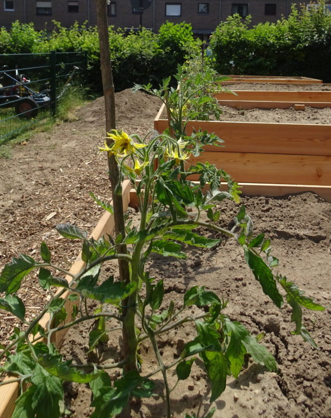 Fot Hochbeete mit Tomatenpflanzen