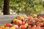Herbstzauber auf dem Conci