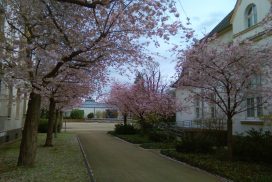 Kirschblüten am Seniorentreff