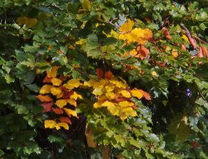 Farbiger Herbst, Blätter einer Buche(Foto: U. Sommer)