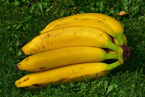 Bananenstaude,liegende (Foto: Pixabay)
