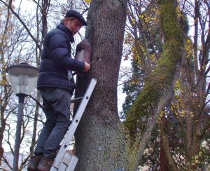 H. Ehlers auf einer Leiter stehend am Baum(Foto: uso)
