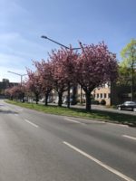 Kirschblüte an der Th.-Heuss-Straße