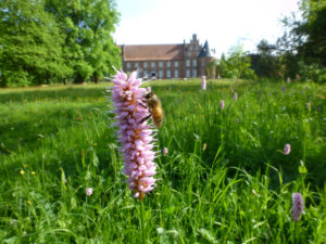 Fauna und Flora im Schloßpark-Bourichter