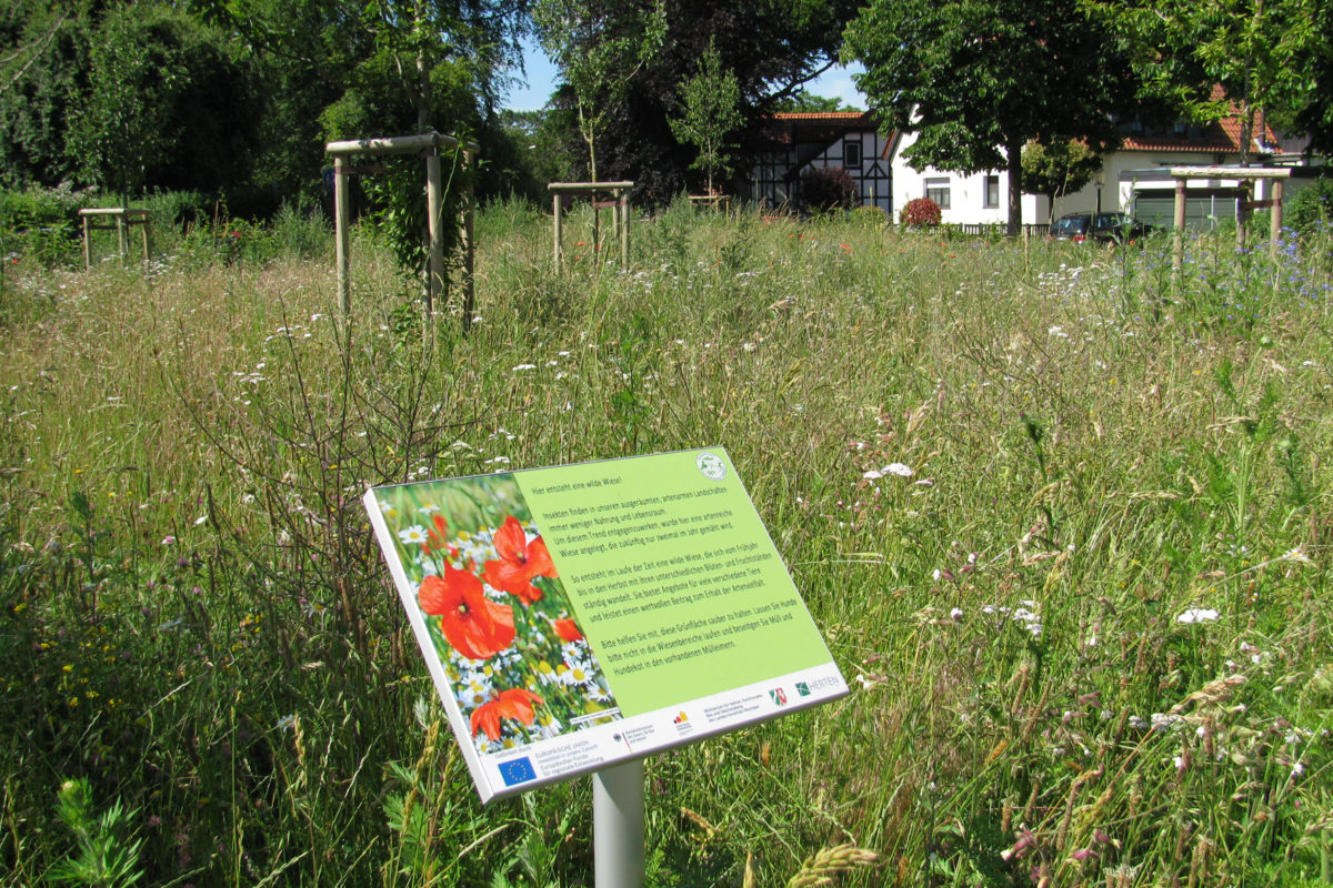 Blumenwiese