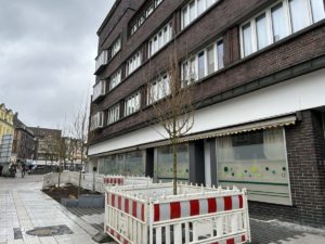 Neu gepflanzte Ahornbäume in der Ewaldstraße