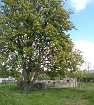 die Mauerreste des heutigen Hauses Crange