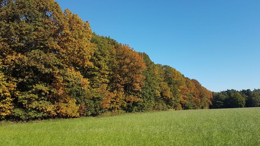 bunte Blätter an den Bäumen