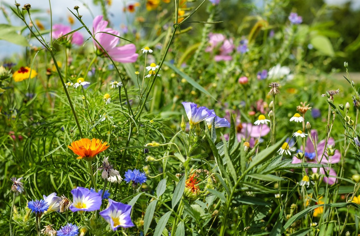 Sommerblumen