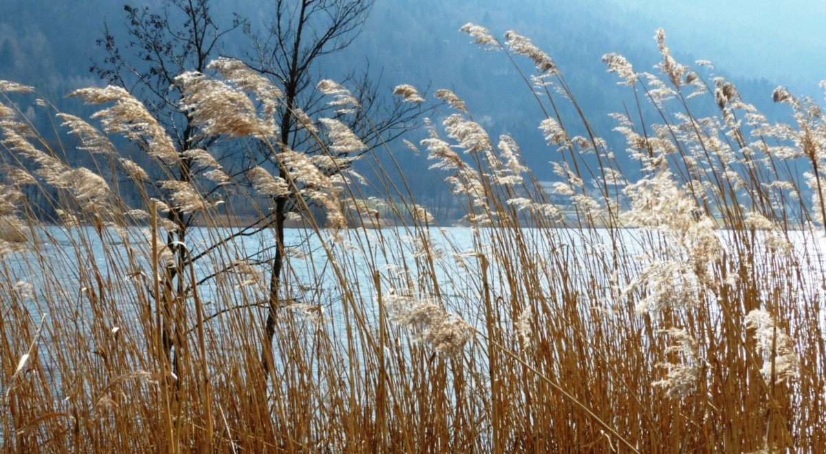 Pflanzen in Feuchtgebiete