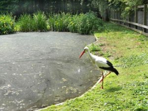 Storch am Vogelteich