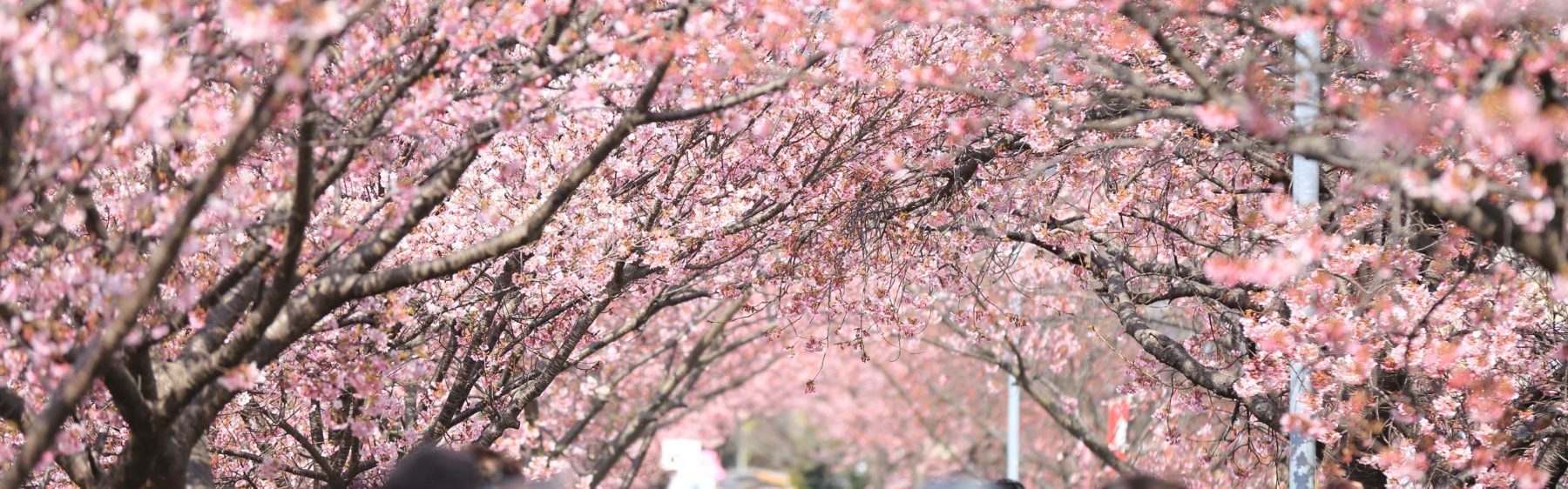 Die Kirschblüte im Mai